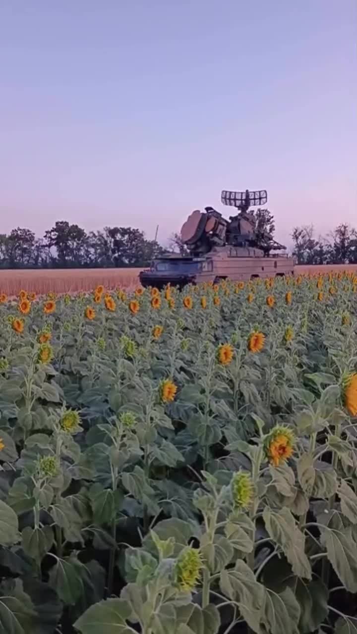 За Соняхи і двір 🔫