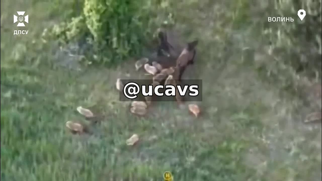 **🐗Смугаста сімейка потрапила в об’єктив дрона прикордонників**